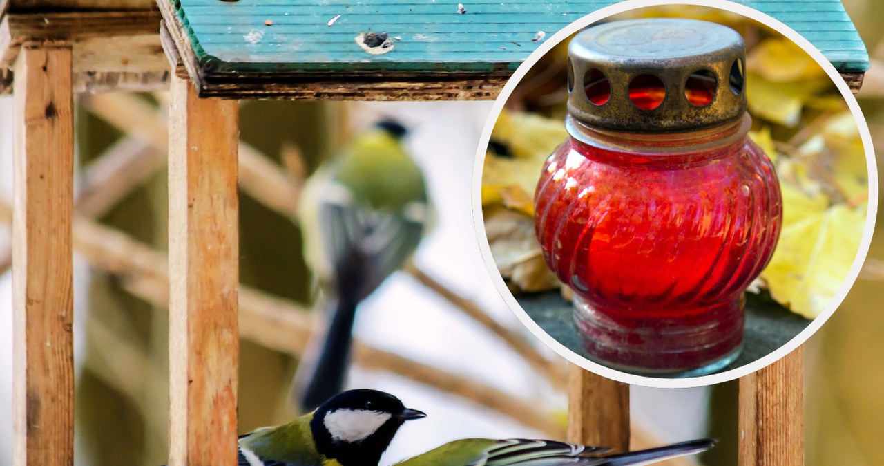 Gdy mróz, koniecznie ustaw w karmniku. Dla ptaków jest jak zbawienie