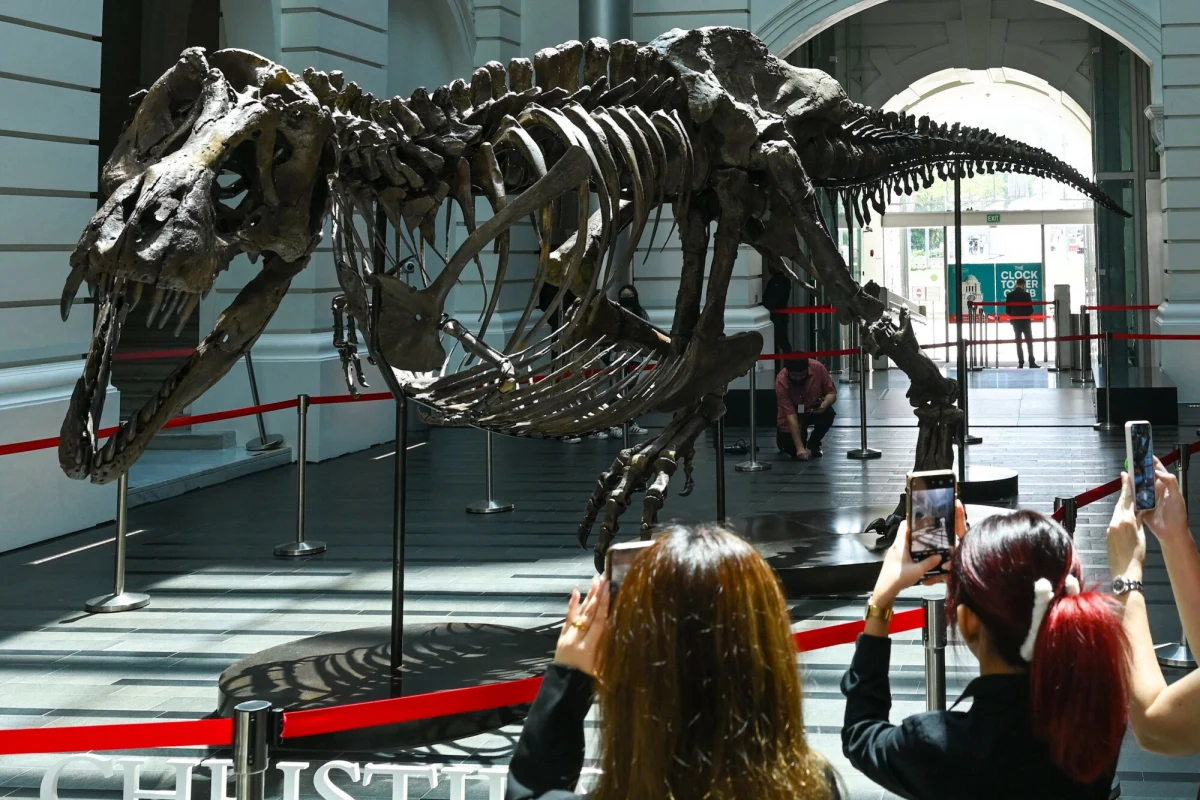 Tyrannosaurus rex, jeden z najbardziej rozpoznawalnych i najpotężniejszych drapieżników w historii Ziemi, dorastał znacznie wolniej, niż dotychczas sądzono. Najnowsza analiza 17 okazów tyranozaurów, od młodocianych po dorosłe osobniki, pokazała, że pełną dojrzałość osiągały dopiero w wieku około 40 lat. To nawet 15 lat później, niż wskazywały wcześniejsze szacunki. Zespół naukowców z Oklahoma State University i Chapman University pisze o tym w czasopiśmie naukowym "PeerJ".