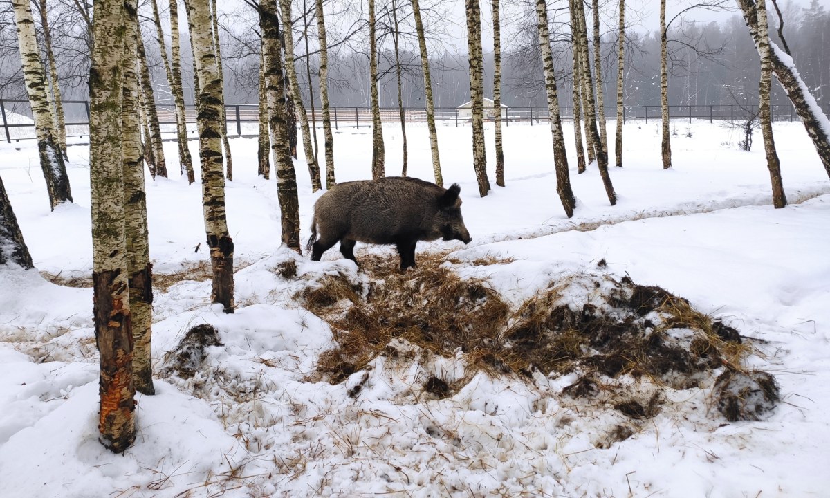 Kolejny martwy dzik z ASF. Tym razem nie w Łódzkiem