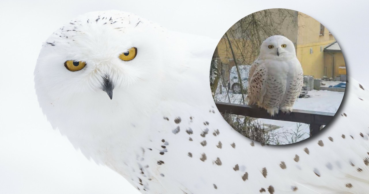 Sowa śnieżna w Szczecinie. Możliwe, że uciekła z Niemiec