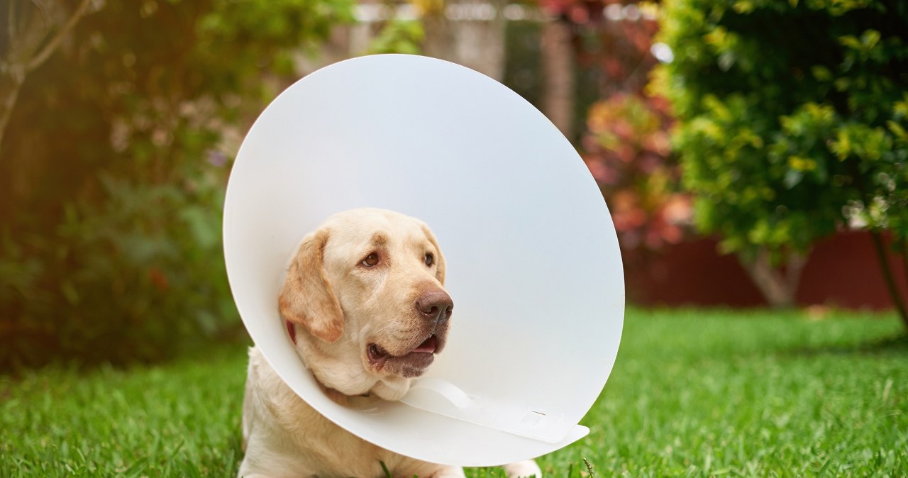 Dajemy te środki psom i kotom. To wyrok dla pożytecznych owadów