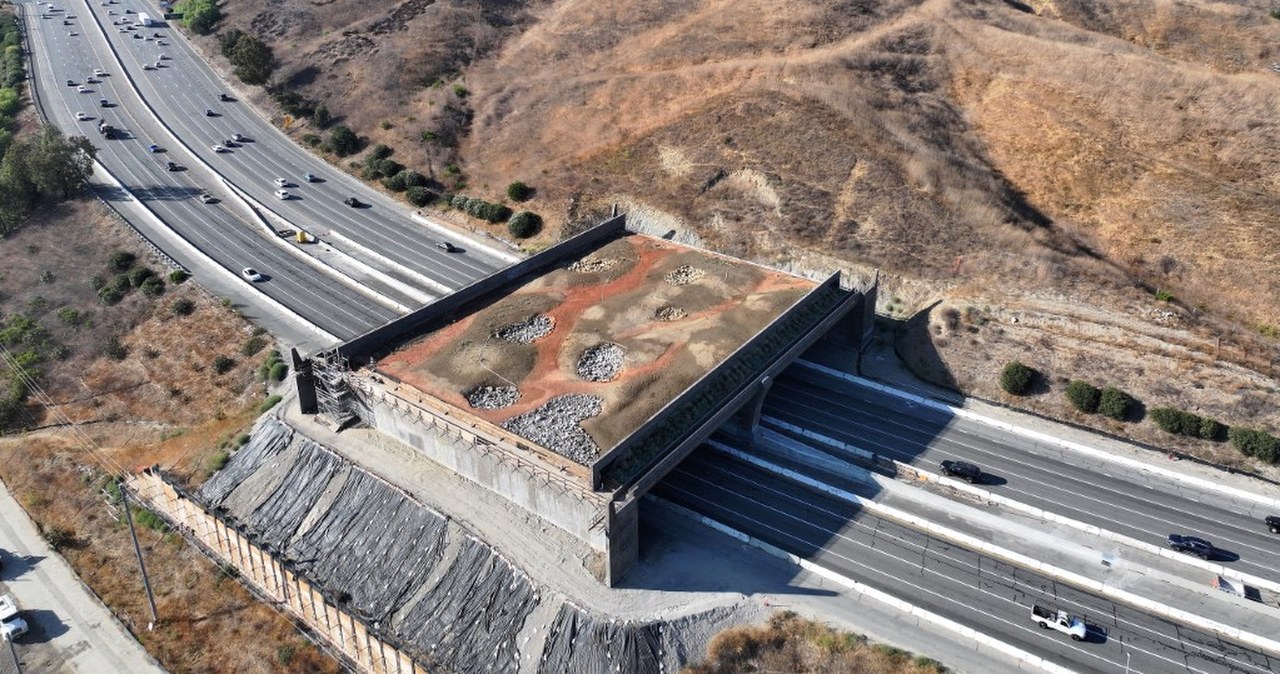 To największe takie przejście na świecie. Tylko dla zwierząt