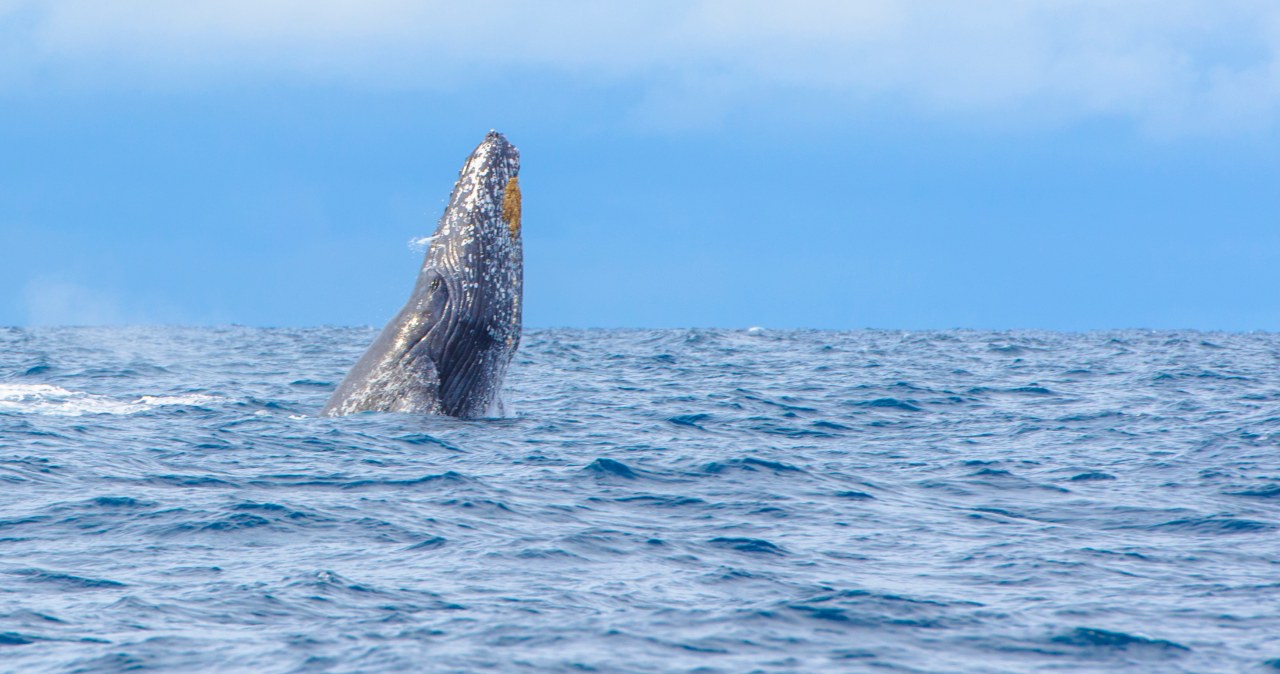 Wieloryb, którego wszyscy kochali nie żyje. Ludziom pękły serca