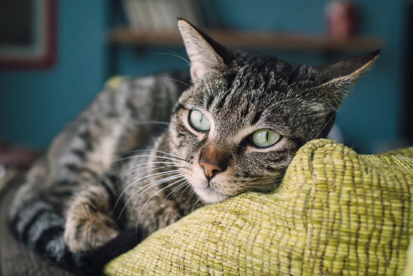 Czy dachowiec i kot europejski to to samo zwierzę? Odpowiedź zaskoczy wielu