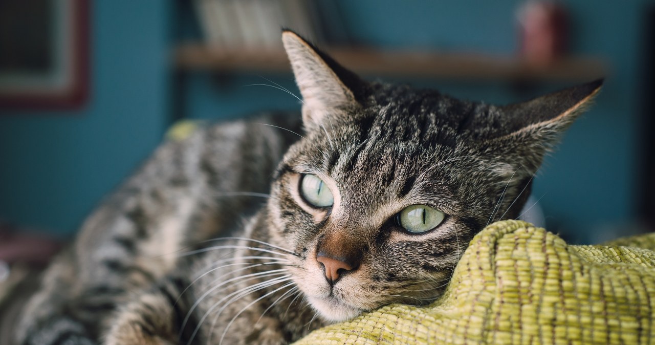 Czy dachowiec i kot europejski to to samo zwierzę? Odpowiedź zaskoczy wielu