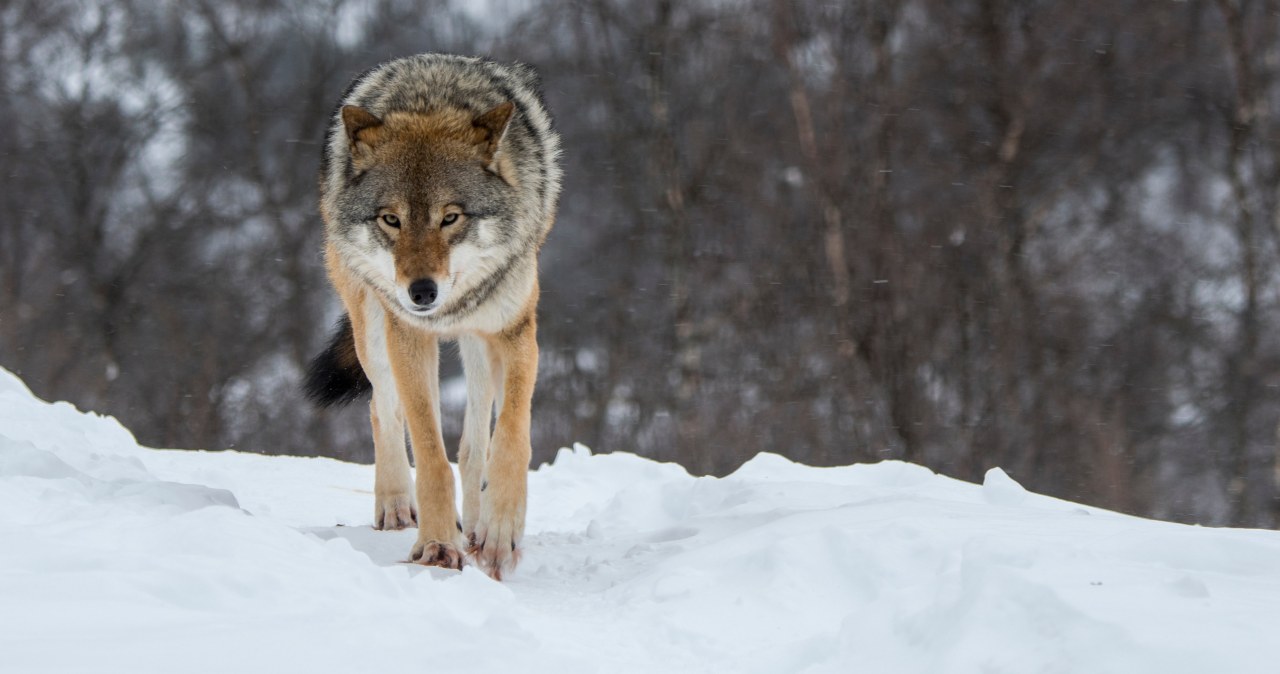 Podręczniki trzeba pisać na nowo? Wilk miał w żołądku coś zaskakującego