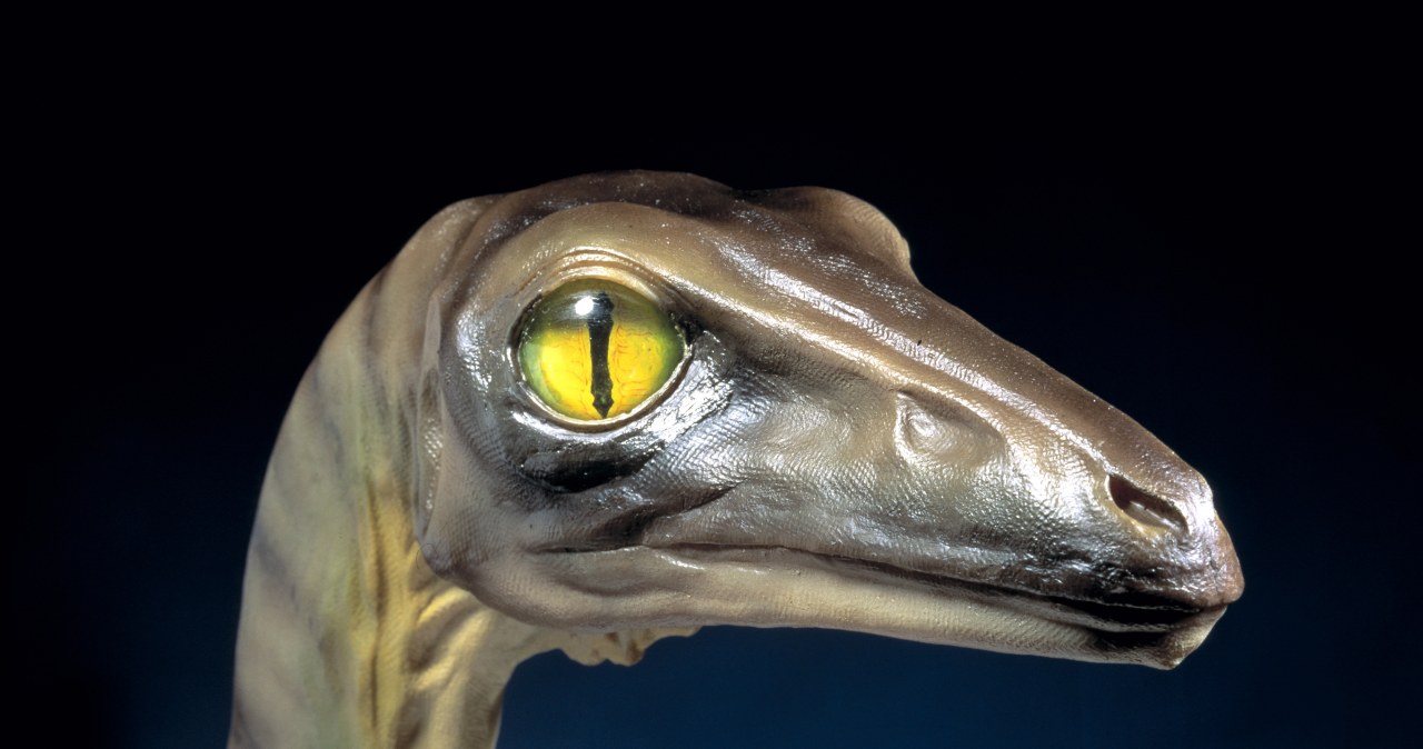 Znaleźli dziwne zwierzę. Piekielnie inteligentny i twarda czaszka