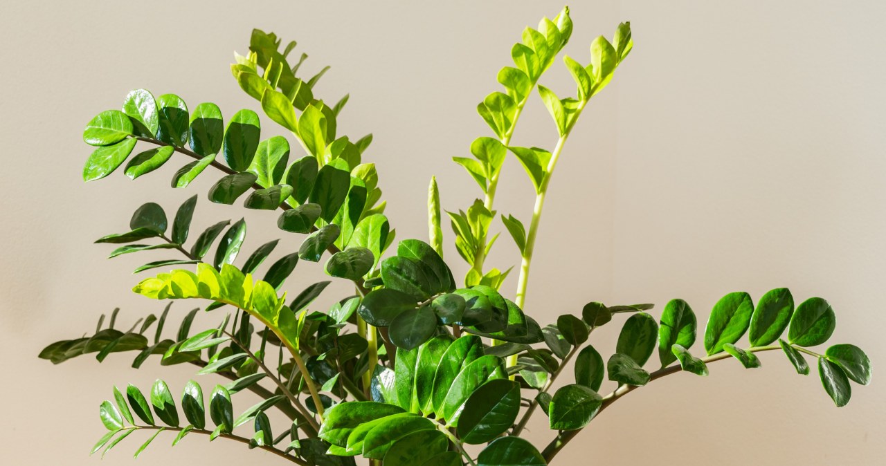 Łyżeczkę rozpuść w litrze wody. Zamiokulkas wystrzeli nowymi pędami