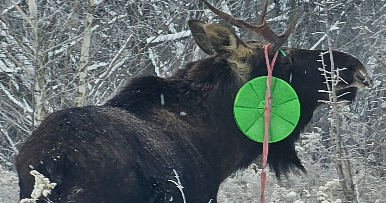 Łoś zaplątał się w coś dziwnego. Nietypowa sytuacja pod Warszawą