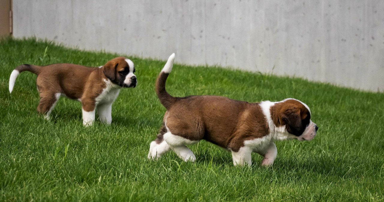 Skandal w polskiej hodowli psów. Dokonano przerażającego odkrycia