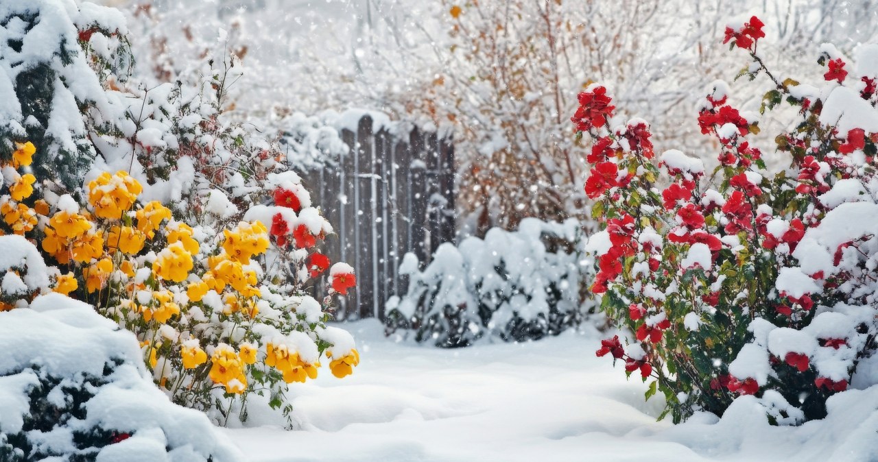 Zima to nie tylko piękne widoki. Śnieg może też szkodzić roślinom