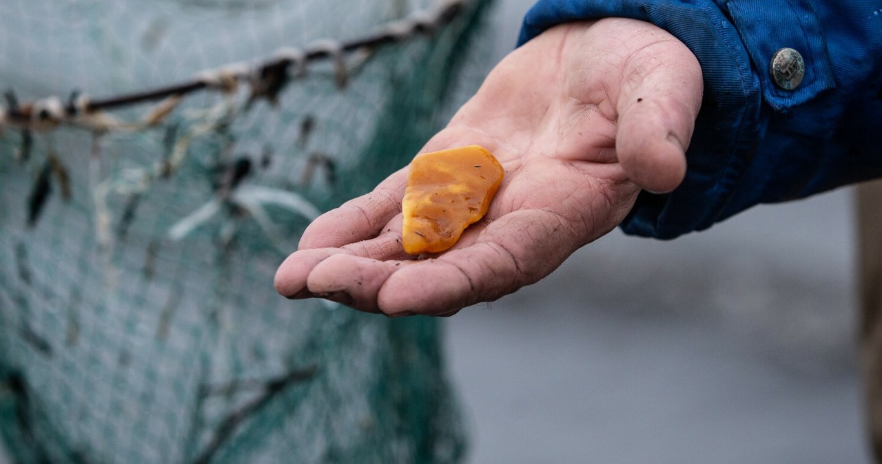 „Takie cudeńka, prawie kilogram”. Nad Bałtykiem trwa istny wysyp