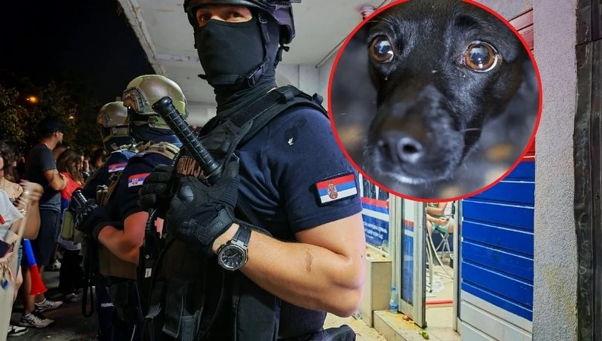 W dobrze udokumentowanym materiale serwis Politico ujawnia, że serbski wywiad BIA we współpracy z rosyjską Federalną Służbą Bezpieczeństwa testował broń soniczną na psach. Zwierzęta zostały potraktowane dwoma modelami urządzeń dźwiękowych - miały one zasięg 200, 150, 100, 50 i 25 metrów.