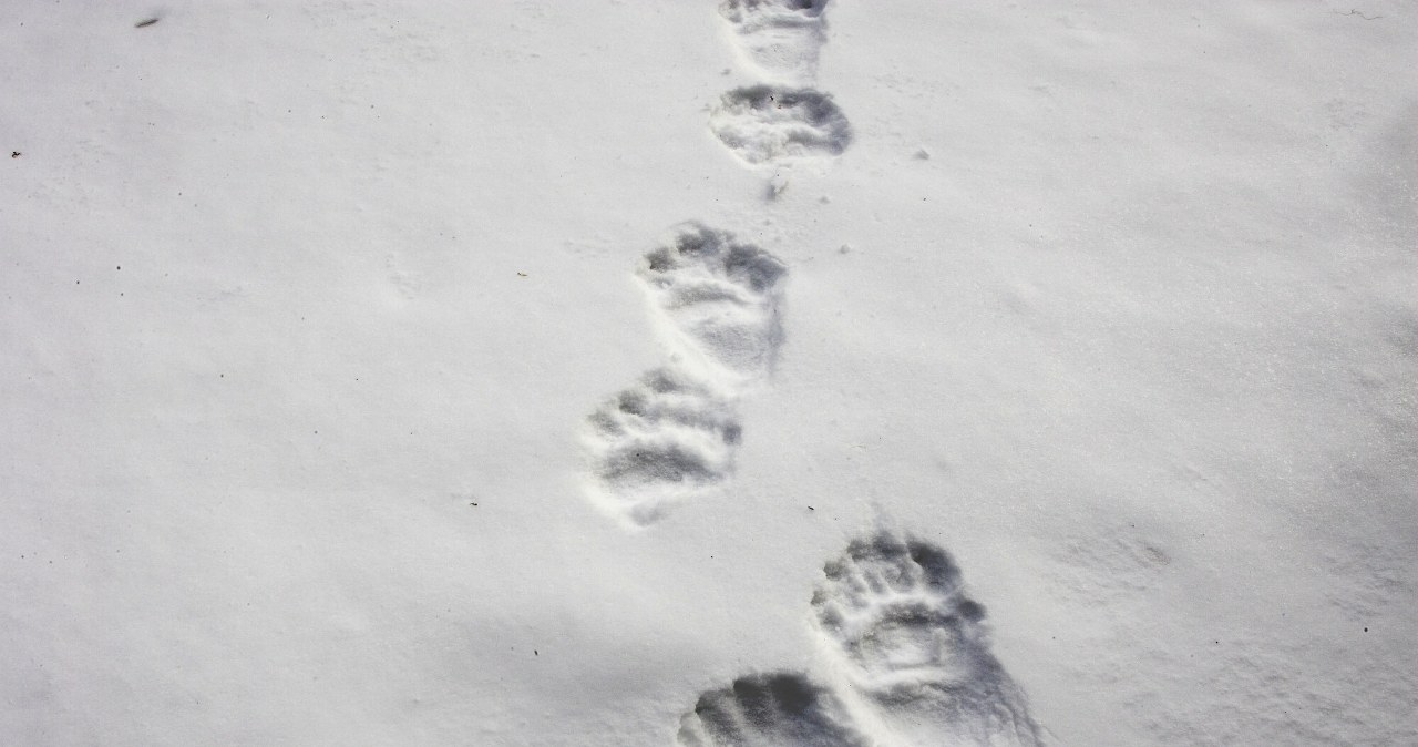 Jeszcze "ciepły" niedźwiedzi trop. Leśnicy pokazali szokujące zdjęcia