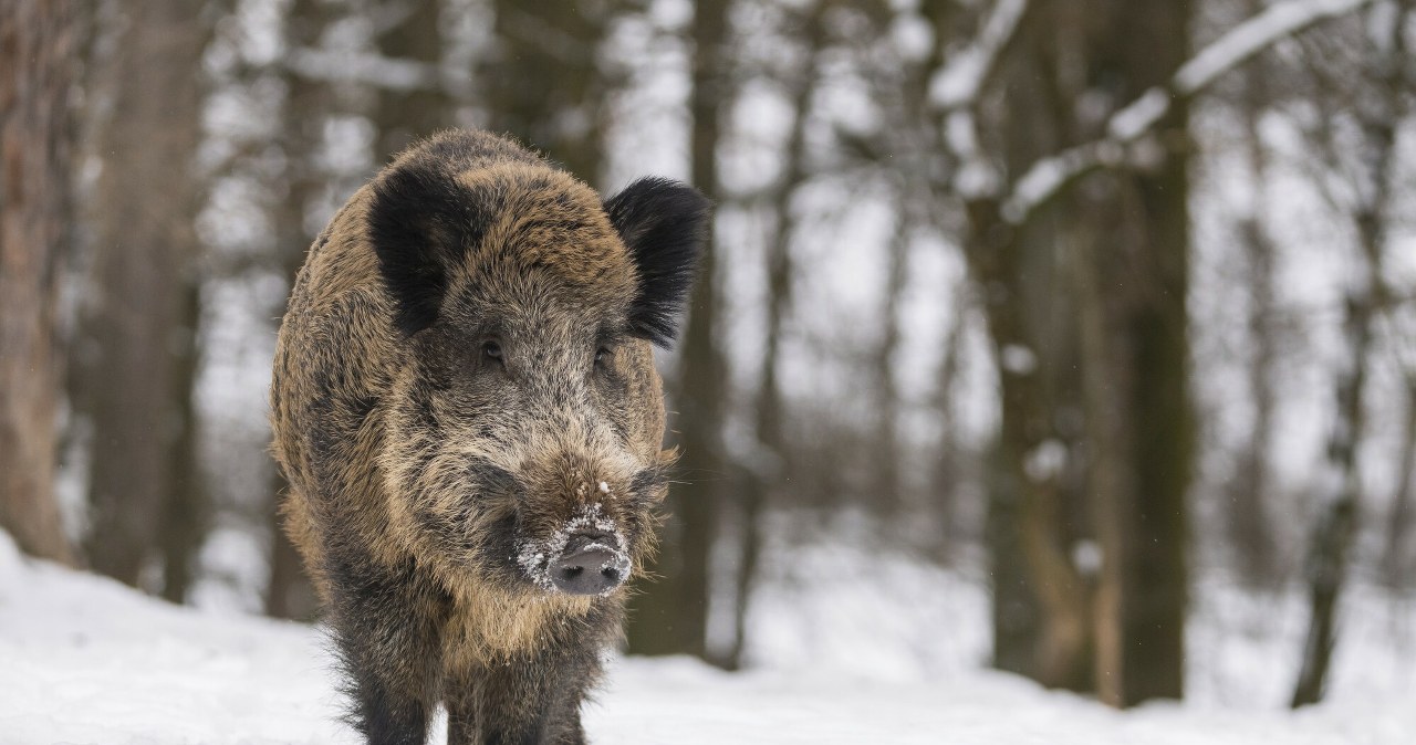 Znów planują krwawą politykę w Polsce. Płacą 650 zł za samicę