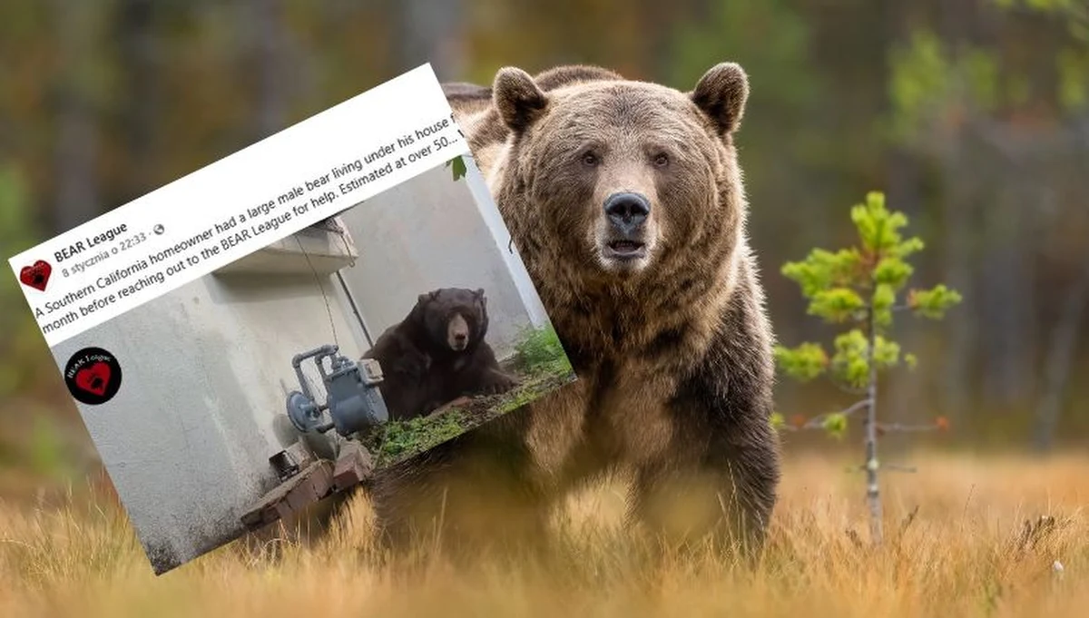 Przez ponad miesiąc pod domem mieszkańca Altadeny w Kalifornii mieszkał nieproszony gość - ważący 250 kilogramów niedźwiedź brunatny. Właściciel nieruchomości, Ken Johnson, opowiedział o swojej nietypowej przygodzie i próbach pozbycia się zwierzęcia. Ostatecznie w akcję zaangażowała się organizacja BEAR League, specjalizująca się w pokojowym współistnieniu ludzi i dzikich zwierząt.