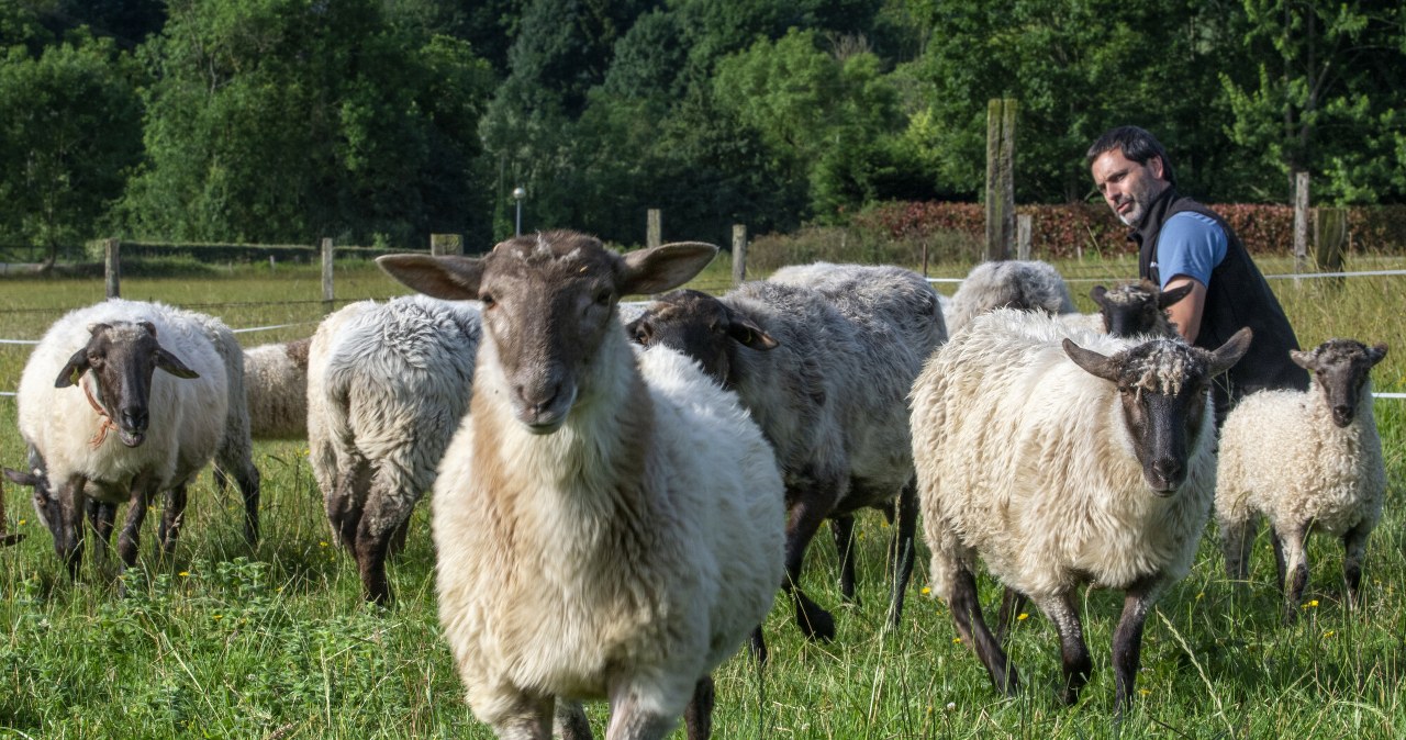 Pionierski pomysł robi w Polsce furorę. Owce okazały się genialne