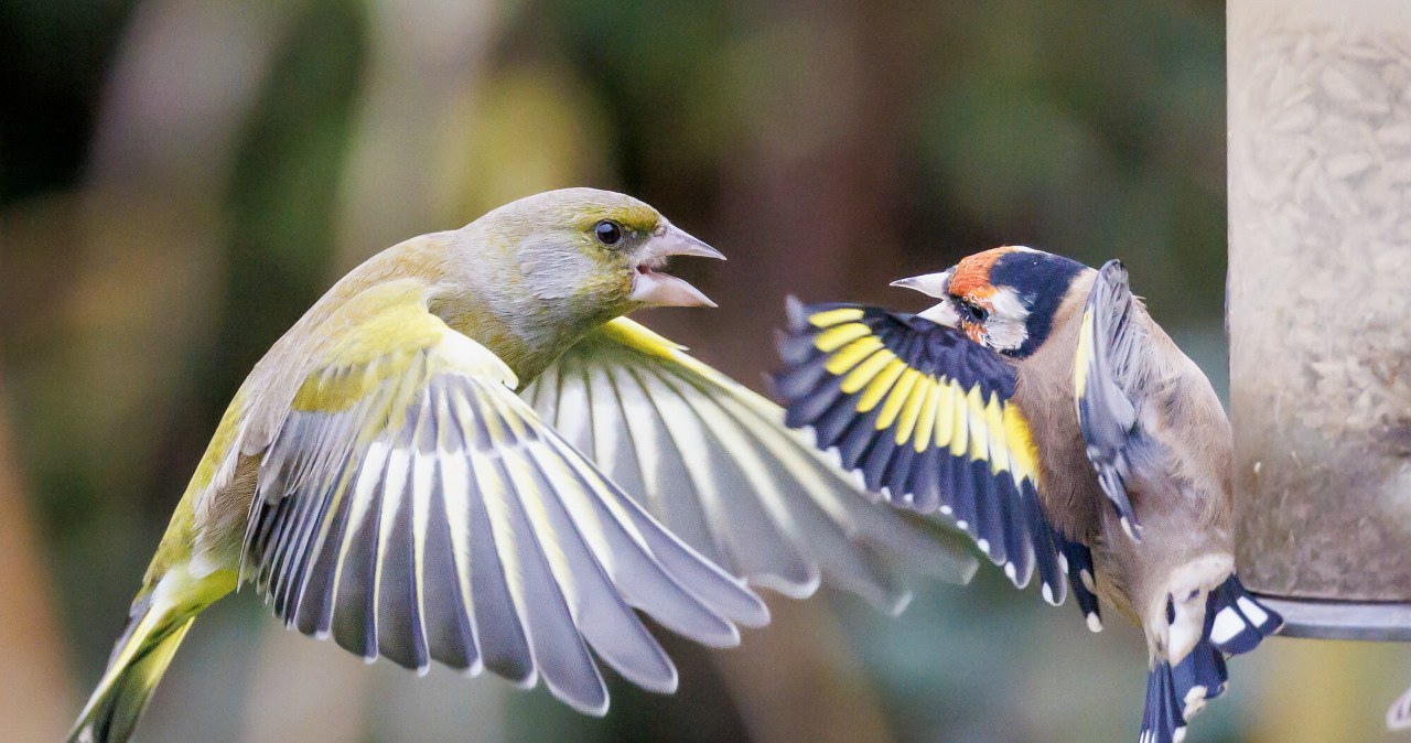 Ptaki latają tam i z powrotem, więc postanowili ustalić, co się dzieje