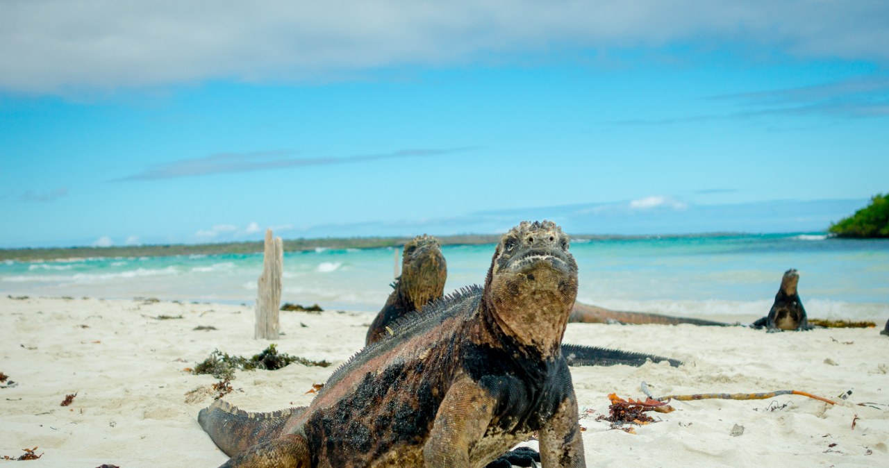 Przywiozła kiepską pamiątkę z tropików. W oku był rzadki pasożyt