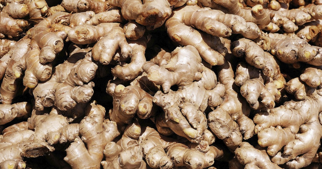 To może być nasze nowe złoto. Sadzą go już w Polsce zamiast ziemniaków