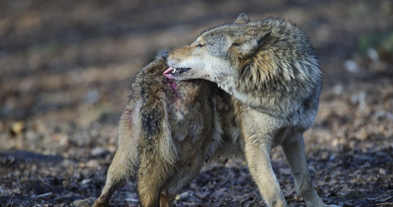 Dziwnie wyglądające wilki biegają po polskiej puszczy. Co się dzieje?
