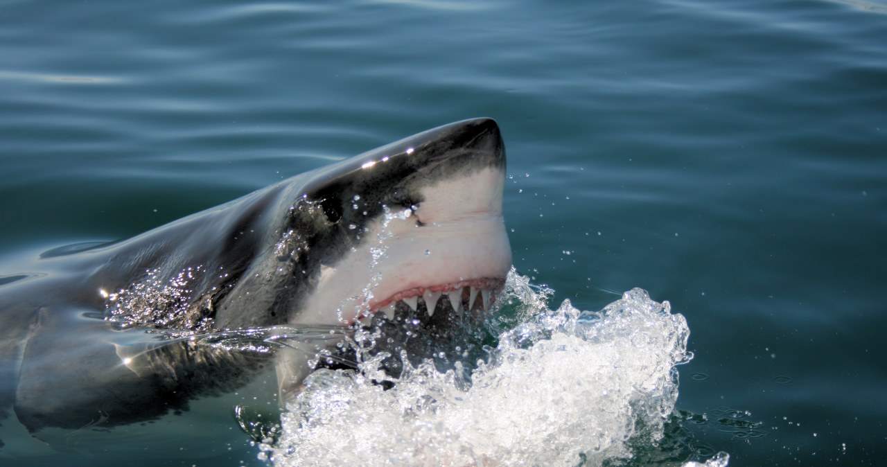 12-letni chłopiec w stanie krytycznym. Zaatakował bardzo duży rekin