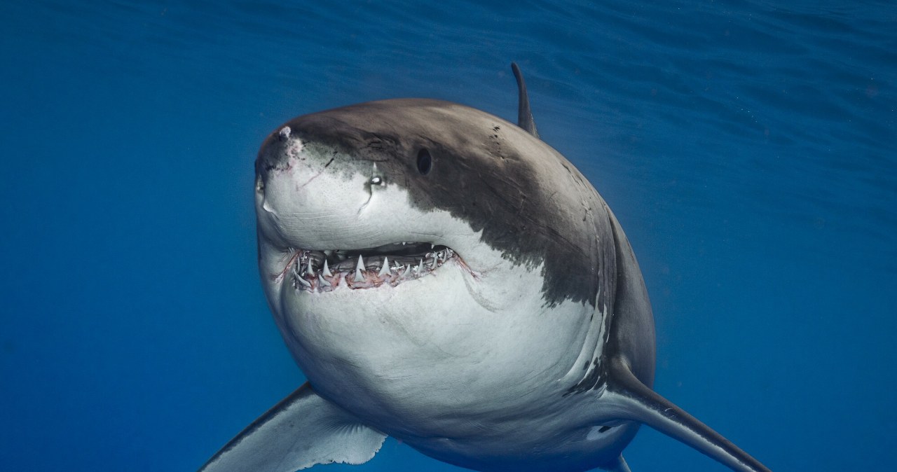 Zęby wszystkich rekinów są zagrożone. Przyczyna jest zaskakująca
