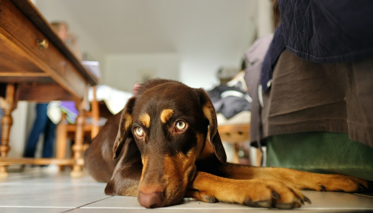 Psy i koty też się nudzą. Sprawdź, co dzieje się w głowie twojego pupila