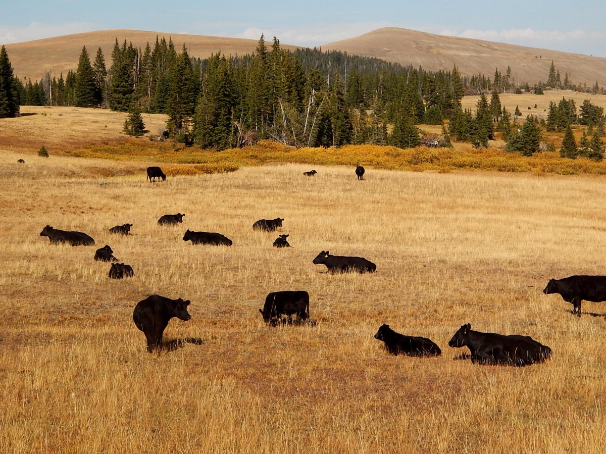 Tajemniczy nabywca gigantycznego rancza ujawniony. Plotkowano, iż to Zełenski