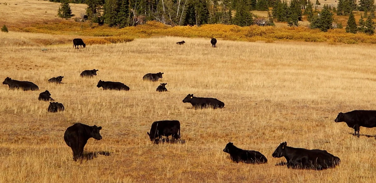 To jedna z największych transakcji ziemskich ostatnich lat w Stanach Zjednoczonych. Tajemniczy kupiec, który nabył ogromne ranczo Pathfinder Ranches w Wyoming, został ujawniony. To Christopher Robinson, prezes firmy Ensign Group L.C. oraz lokalny polityk, który już wcześniej był właścicielem ponad miliona akrów ziemi. Wcześniej pojawiały się plotki, że kupnem rancza jest zainteresowany prezydent Ukrainy Wołodymyr Zełenski.