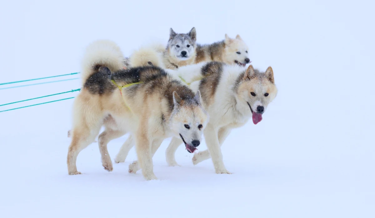 Zaproszenie dla amerykańskiego wysłannika Jeffa Landry’ego na prestiżowy wyścig psich zaprzęgów na Grenlandii zostało wycofane po interwencji tamtejszej Federacji Psów Zaprzęgowych. Organizacja podkreśliła, że nie była informowana o inicjatywie prywatnej firmy turystycznej, która samodzielnie zaprosiła przedstawiciela prezydenta USA.