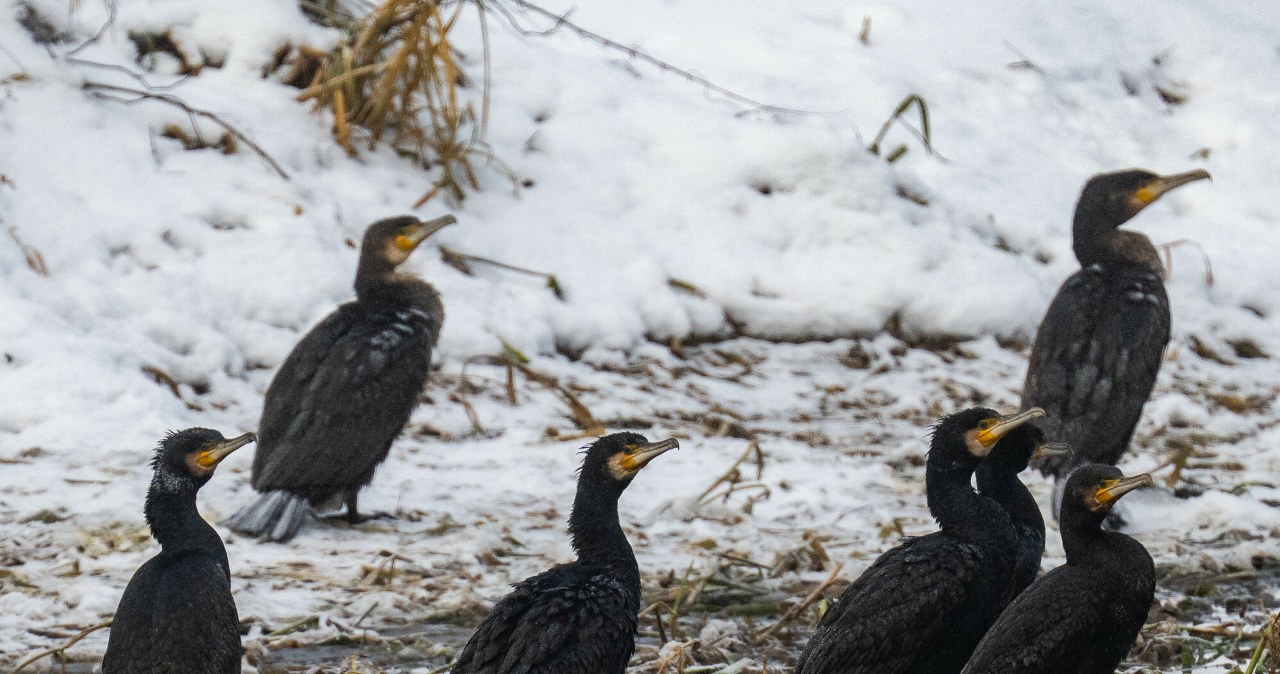 Lubiące jeziora ptaki zleciały się do miast. Są w Krakowie i Warszawie