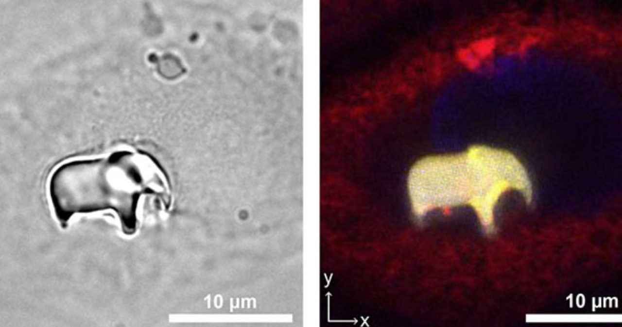 Słoń w ludzkiej komórce. Przełomowa metoda druku wewnątrz żywych organizmów