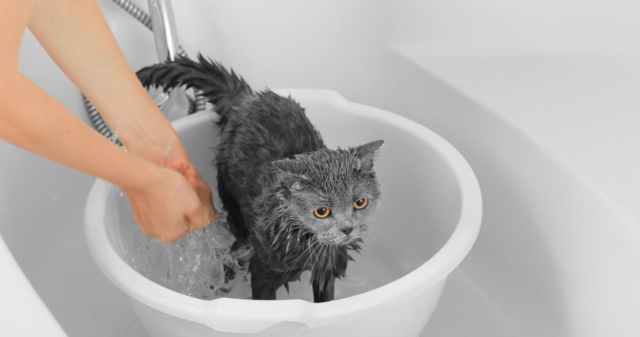 Czy kota trzeba kąpać czy wystarczy iż się sam myje? Oto co mówią eksperci