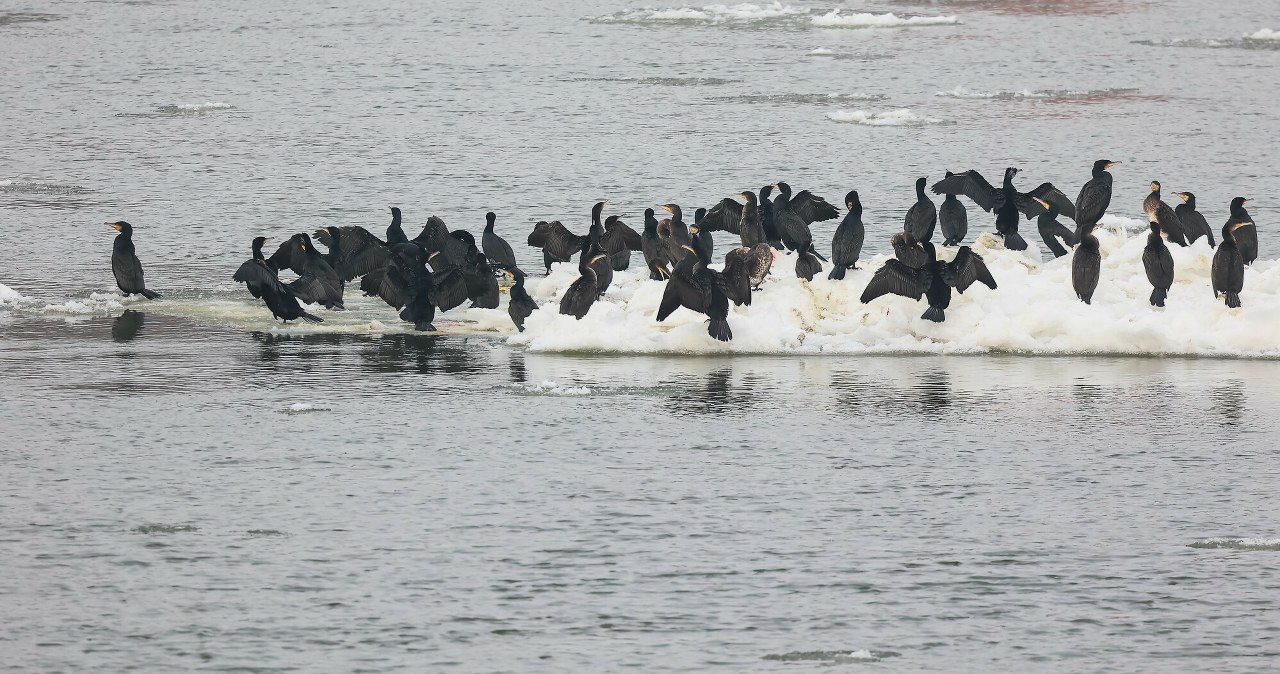 Stada wodnych ptaków w środku Warszawy i Krakowa. Co się dzieje?
