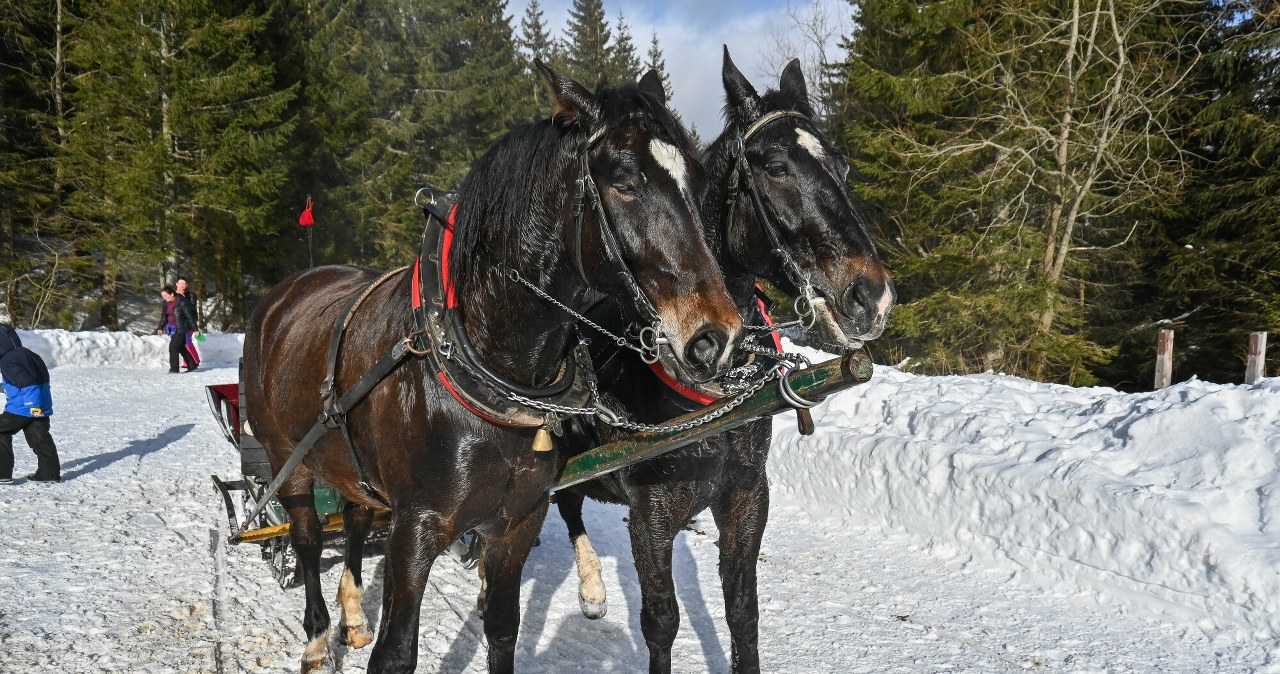 Konie w Tatrach będą kursować w nowym miejscu. „Ekskluzywna trasa”