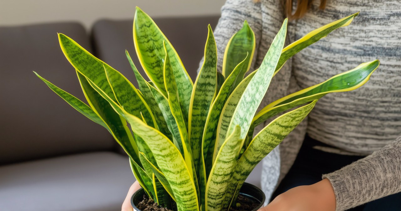 Domowy nawóz z buraka dla sansewierii. Prosty sposób na zdrowe liście