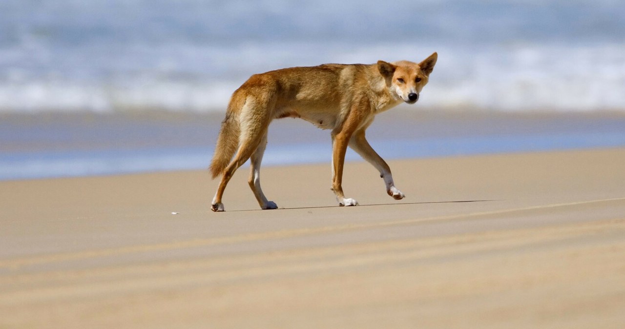 Tragedia w raju, nie żyje kobieta. Podejrzenia padły na dzikie psy