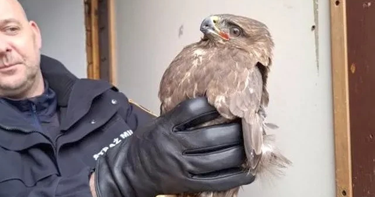 Strażnicy miejscy się zdziwili. Znalazł w polu dużego drapieżnika