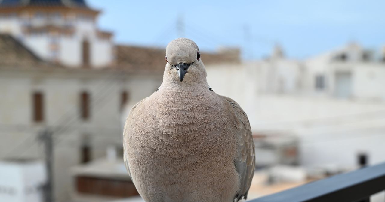 Gołębie ciągle przylatują? Sprawdź, jak się ich pozbyć