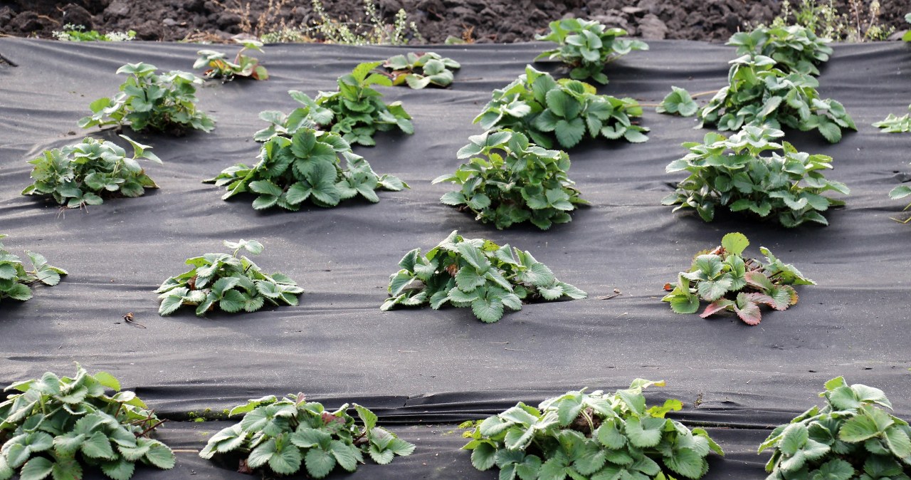 Miłośnicy ogrodów często popełniają ten błąd. Tkanina trafia do złego kosza