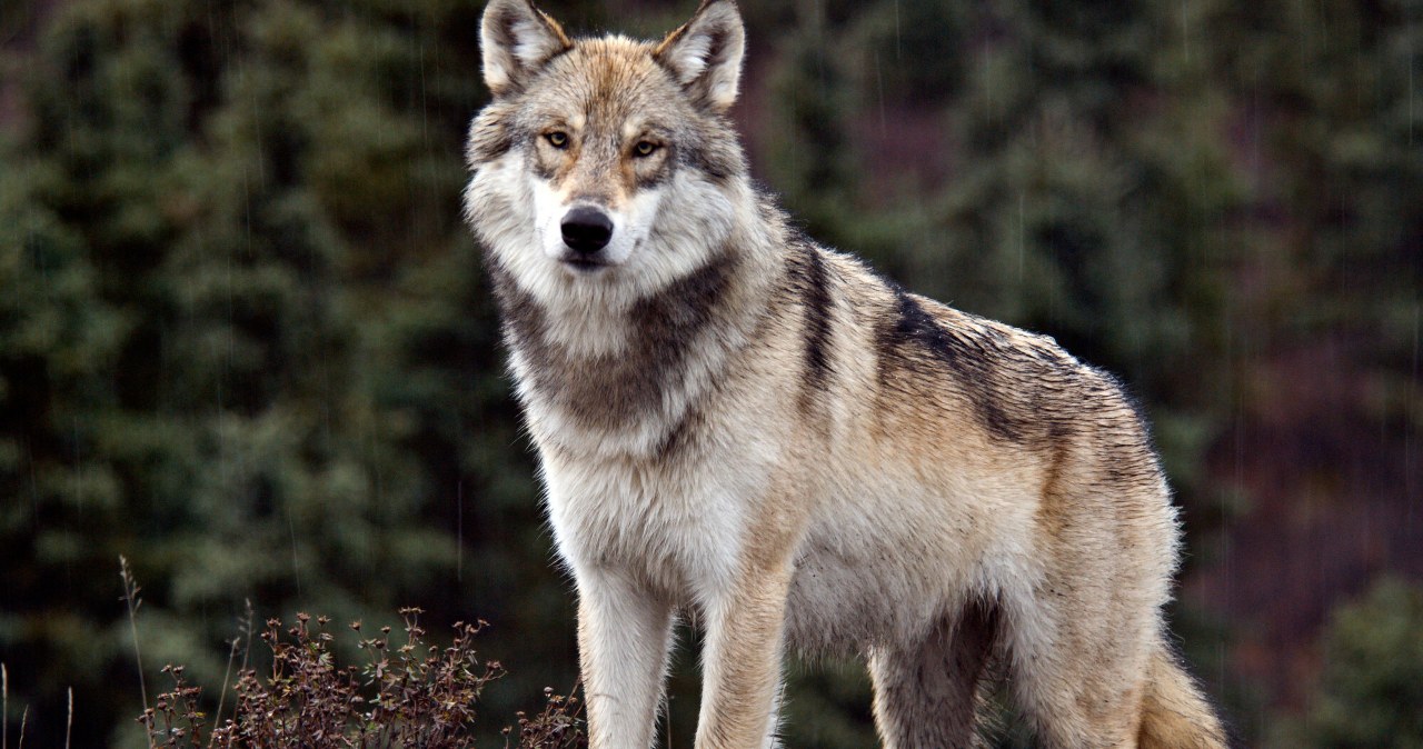 Wilk konał przy drodze. Weterynarz nie zjawił się przez całą noc