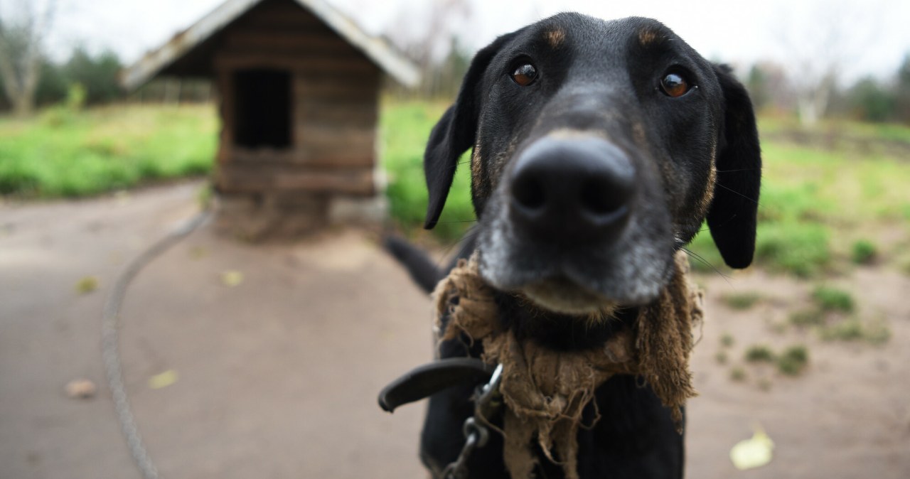Polacy chcą ustawy łańcuchowej. Nawet ci prawicowi i ze wsi