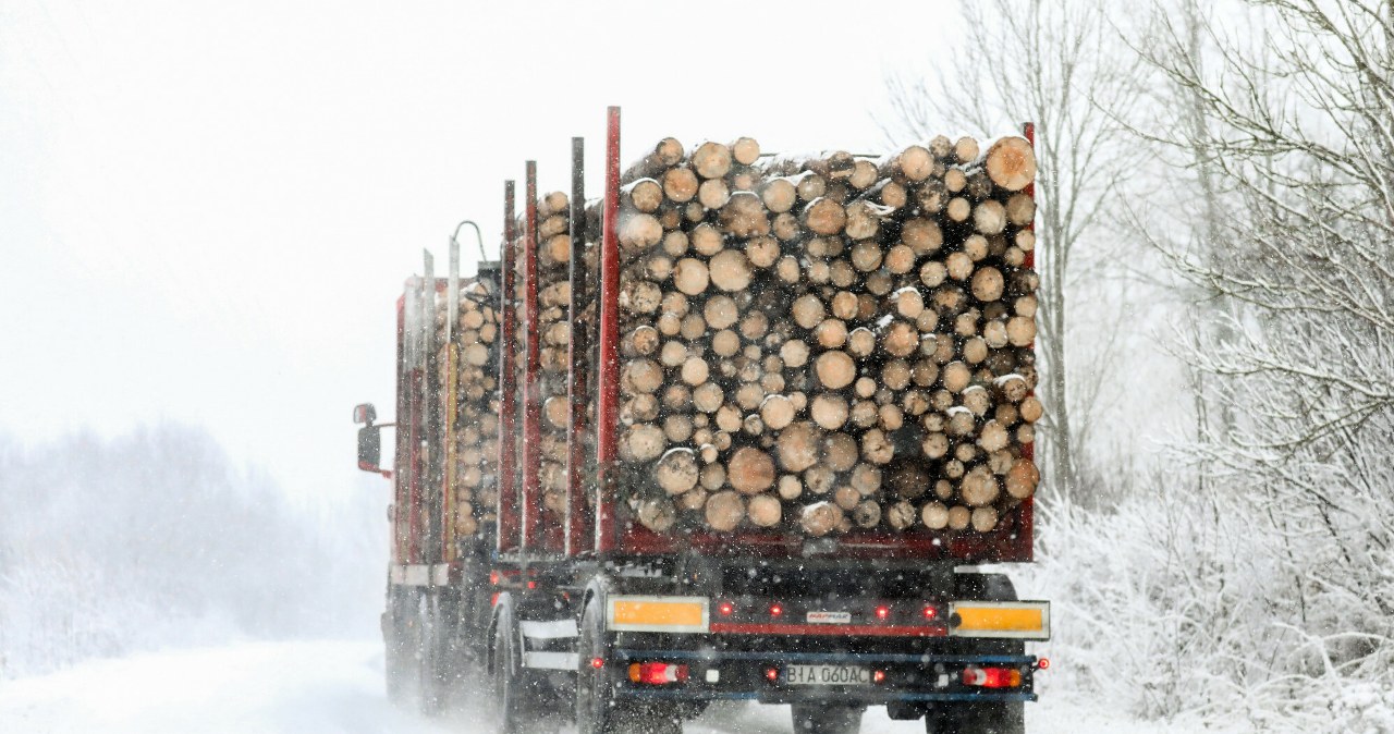 Polskie drewno dalej znika. Resort mówi o rekordowym poziomie