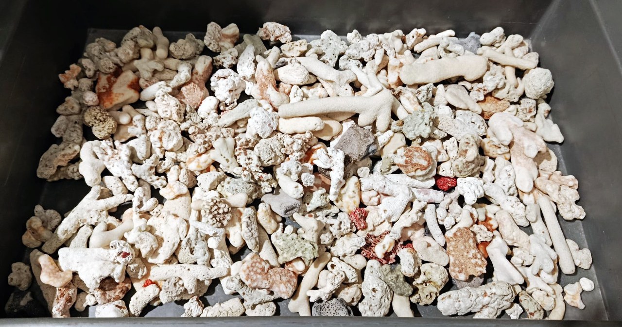 Przyleciał z Seszeli do Warszawy. W walizce miał 5 kg szkieletów