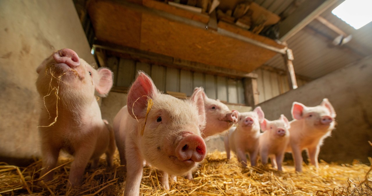 Antybiotyki w polskim mięsie. Jesteśmy w niechlubnej czołówce