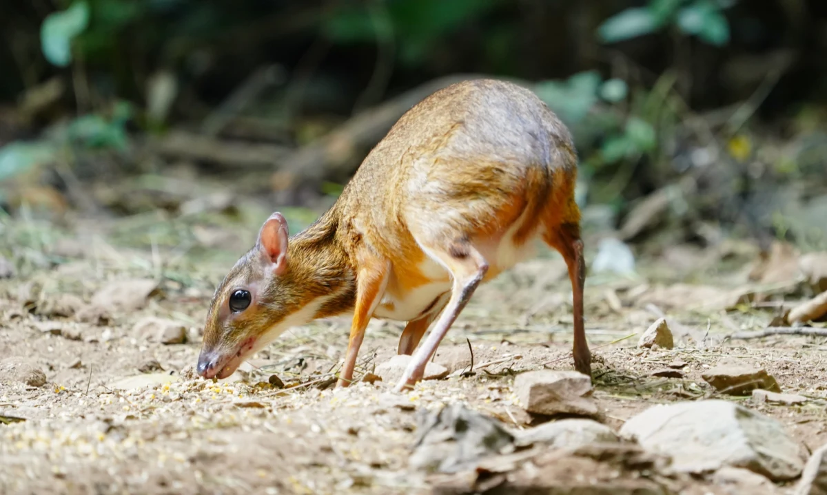 W warszawskim ogrodzie zoologicznym przyszedł na świat kanczyl jawajski, znany również jako myszojeleń - jedno z najmniejszych kopytnych na świecie. Imię dla nowo narodzonego zwierzęcia wybierze zwycięzca aukcji Wielkiej Orkiestry Świątecznej Pomocy.