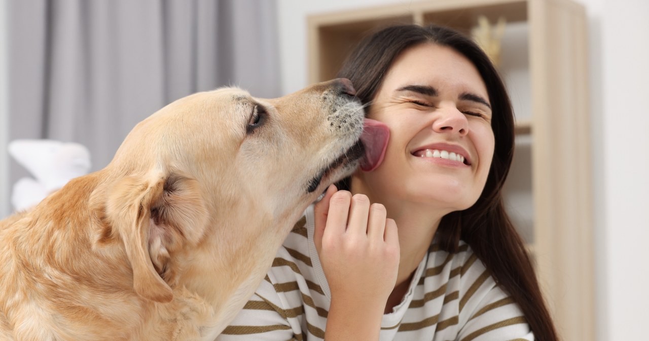 Dlaczego pies liże człowieka? Powód jest zaskakujący