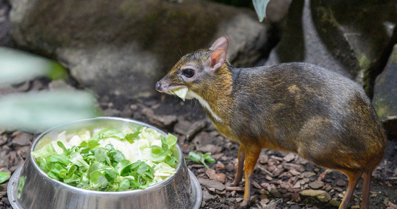 Urodził się w Polsce. Ma nogi cienkie jak ołówki