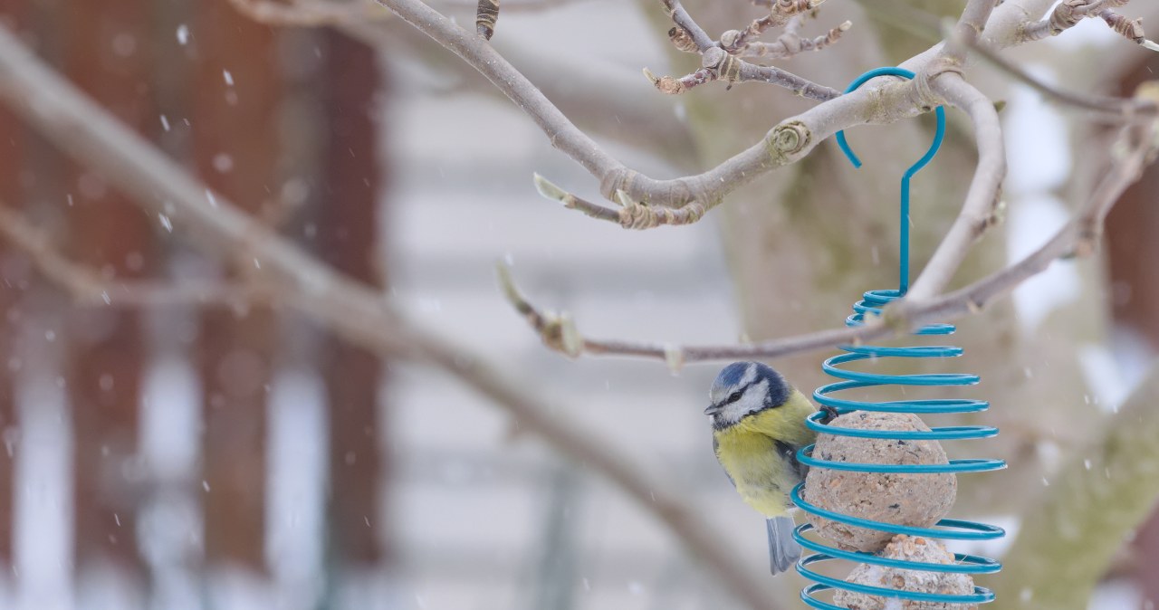 Co dodawać w mrozy do karmnika? Ten przysmak doda ptakom energii